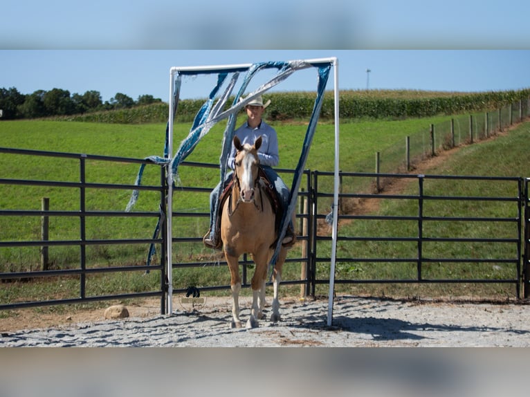 American Quarter Horse Gelding 8 years 15,1 hh in Fredericksburg