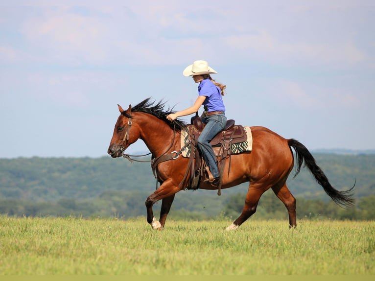 American Quarter Horse Gelding 8 years 15,2 hh Bay in Clarion