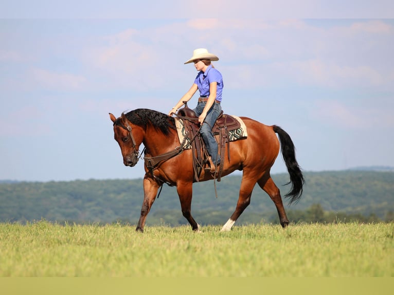 American Quarter Horse Gelding 8 years 15,2 hh Bay in Clarion