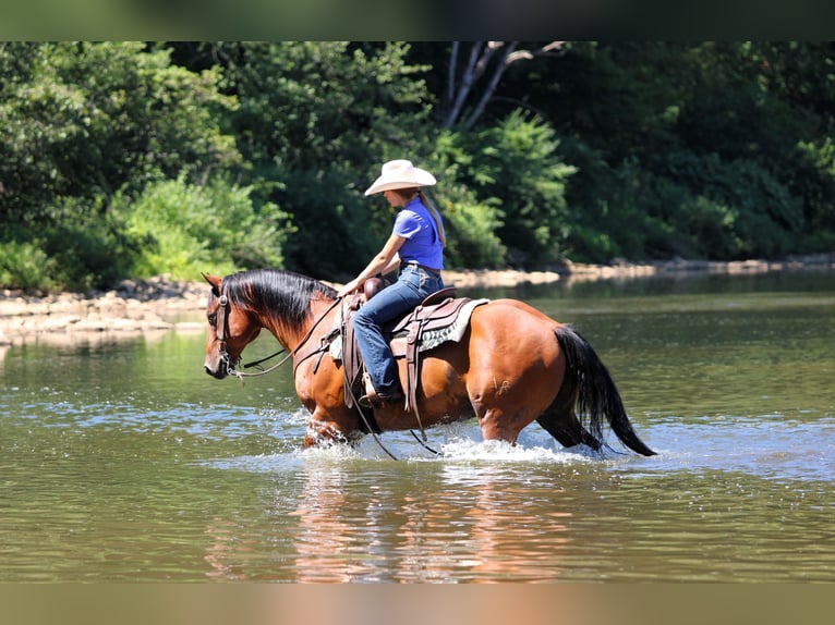 American Quarter Horse Gelding 8 years 15,2 hh Bay in Clarion