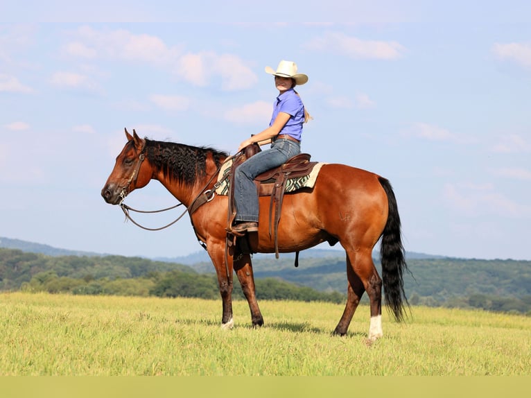 American Quarter Horse Gelding 8 years 15,2 hh Bay in Clarion