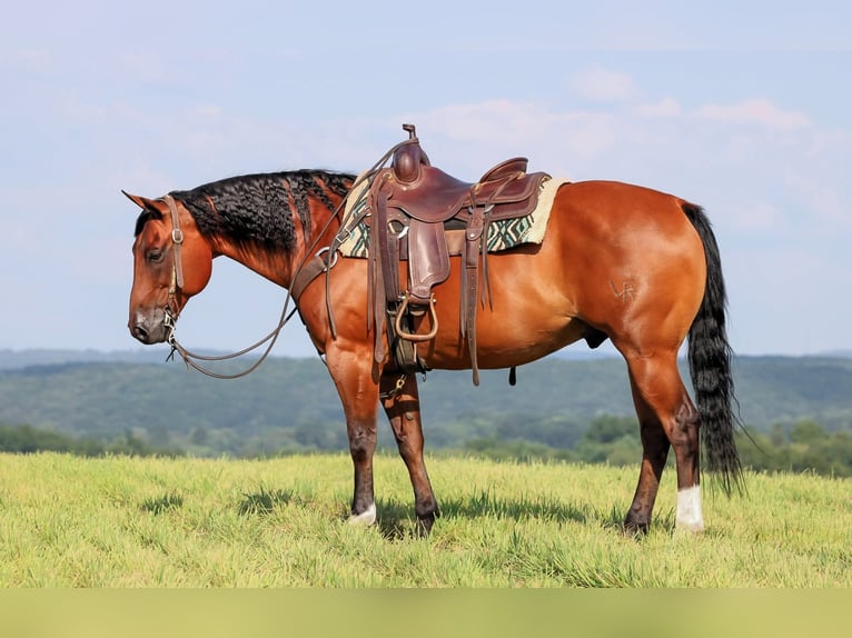 American Quarter Horse Gelding 8 years 15,2 hh Bay in Clarion