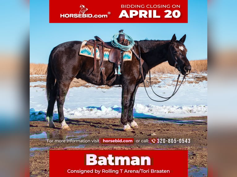 American Quarter Horse Gelding 8 years 15,2 hh Black in Glenwood