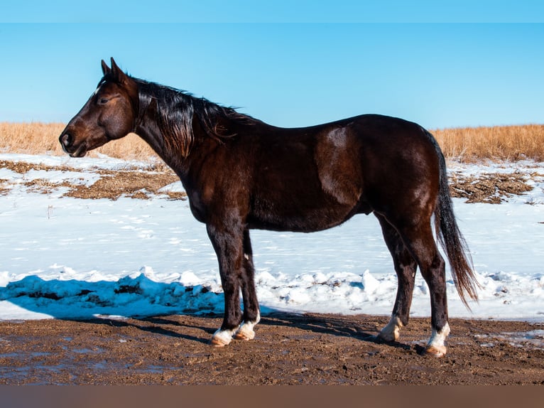 American Quarter Horse Gelding 8 years 15,2 hh Black in Glenwood