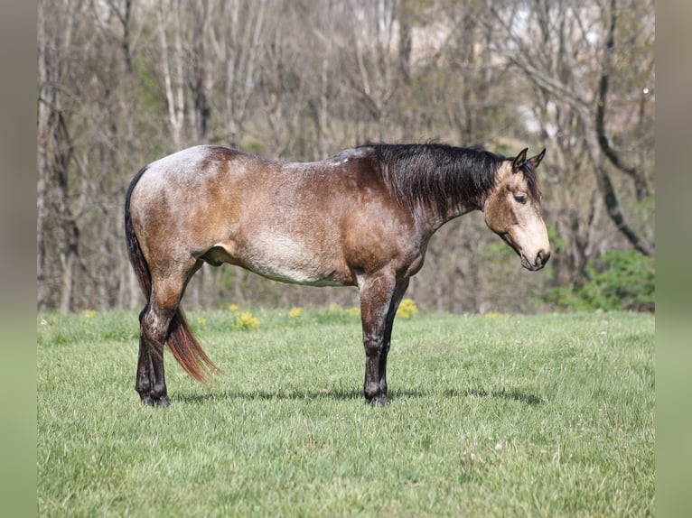 American Quarter Horse Gelding 8 years 15,2 hh Buckskin in Mount Vernon