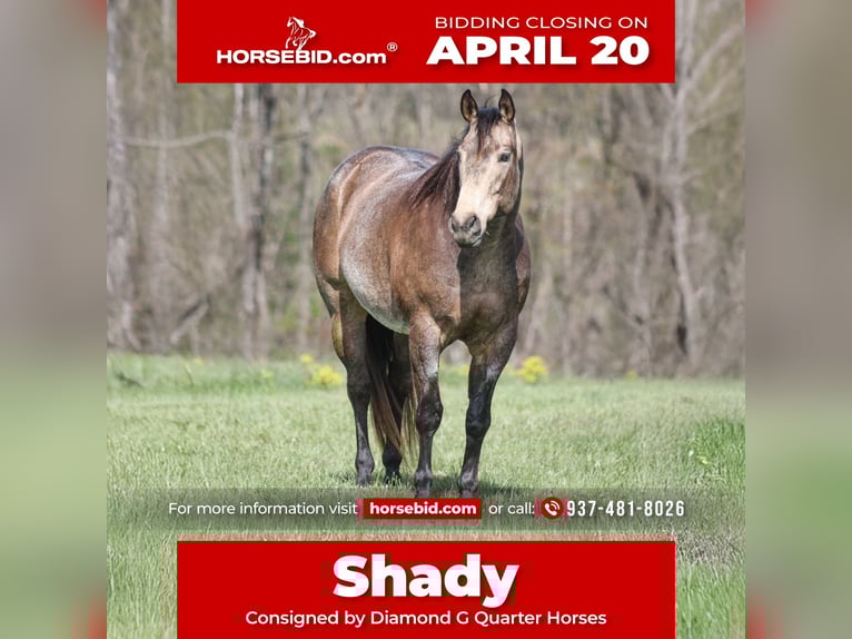 American Quarter Horse Gelding 8 years 15,2 hh Buckskin in Mount Vernon