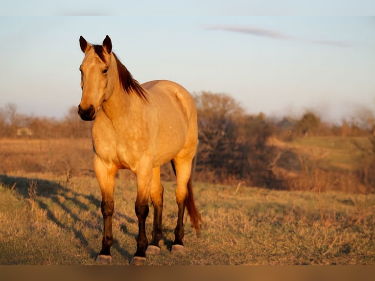 American Quarter Horse Gelding 8 years 15,2 hh Buckskin in Plano