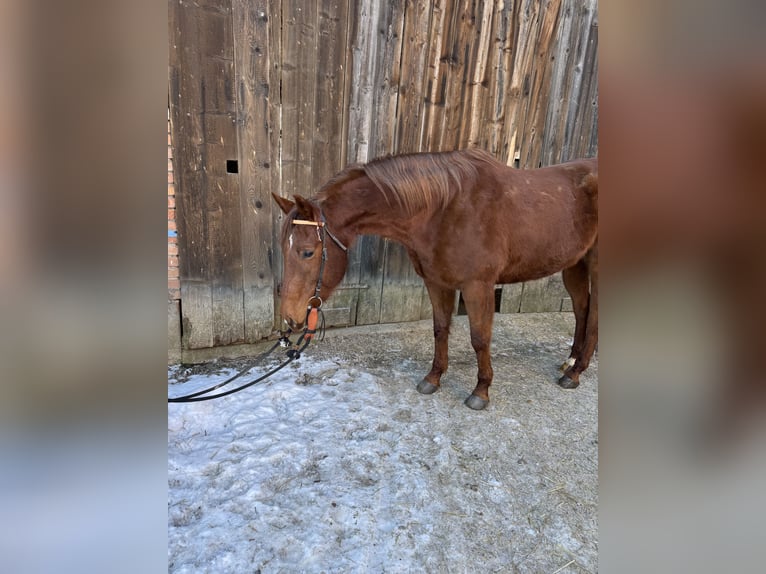 American Quarter Horse Gelding 8 years 15,2 hh Chestnut-Red in Martin