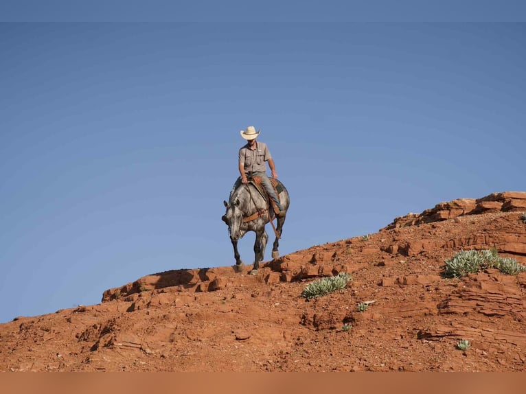 American Quarter Horse Gelding 8 years 15,2 hh Gray in Canyon, TX