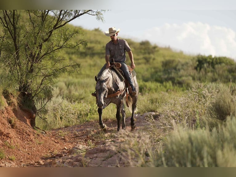 American Quarter Horse Gelding 8 years 15,2 hh Gray in Canyon, TX