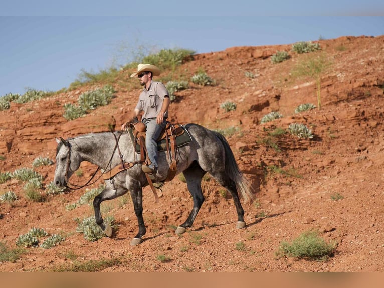 American Quarter Horse Gelding 8 years 15,2 hh Gray in Canyon, TX