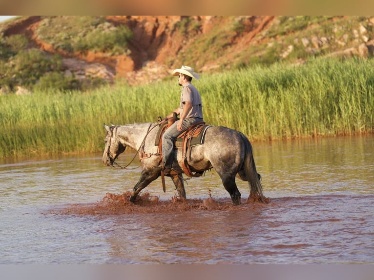 American Quarter Horse Gelding 8 years 15,2 hh Gray in Canyon, TX