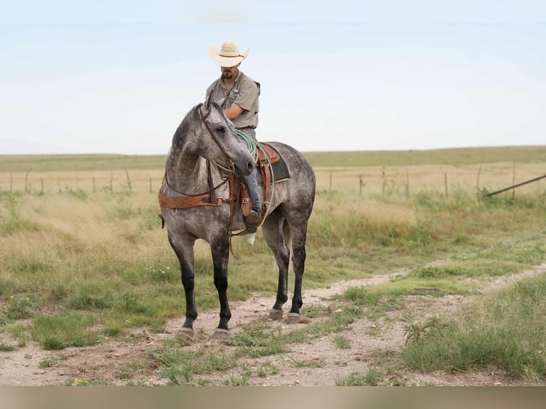 American Quarter Horse Gelding 8 years 15,2 hh Gray in Canyon, TX