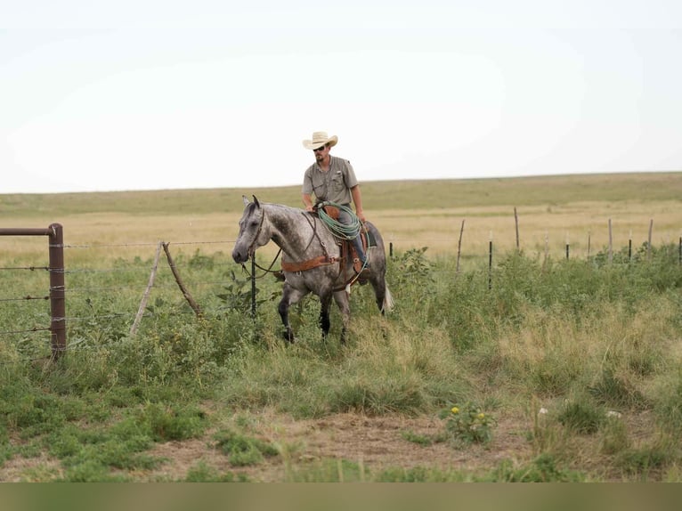 American Quarter Horse Gelding 8 years 15,2 hh Gray in Canyon, TX