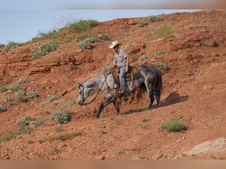 American Quarter Horse Gelding 8 years 15,2 hh Gray in Canyon, TX