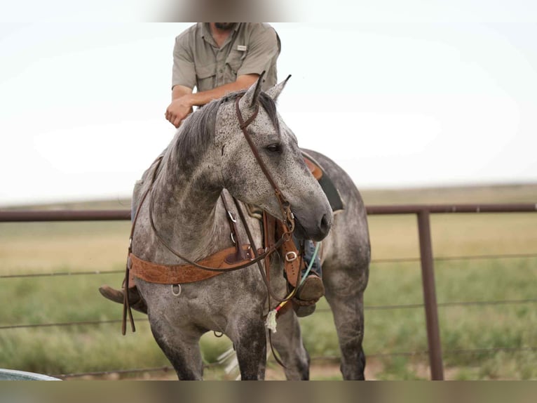 American Quarter Horse Gelding 8 years 15,2 hh Gray in Canyon, TX