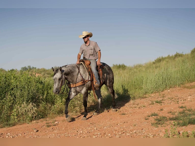 American Quarter Horse Gelding 8 years 15,2 hh Gray in Canyon, TX