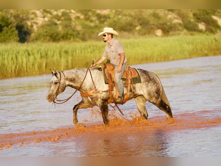 American Quarter Horse Gelding 8 years 15,2 hh Gray in Canyon, TX