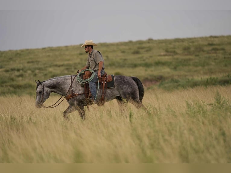 American Quarter Horse Gelding 8 years 15,2 hh Gray in Canyon, TX