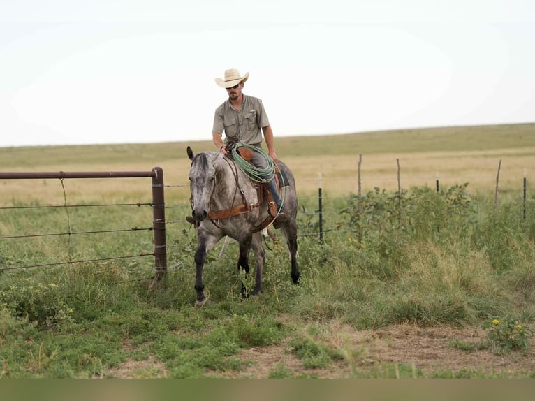 American Quarter Horse Gelding 8 years 15,2 hh Gray in Canyon, TX