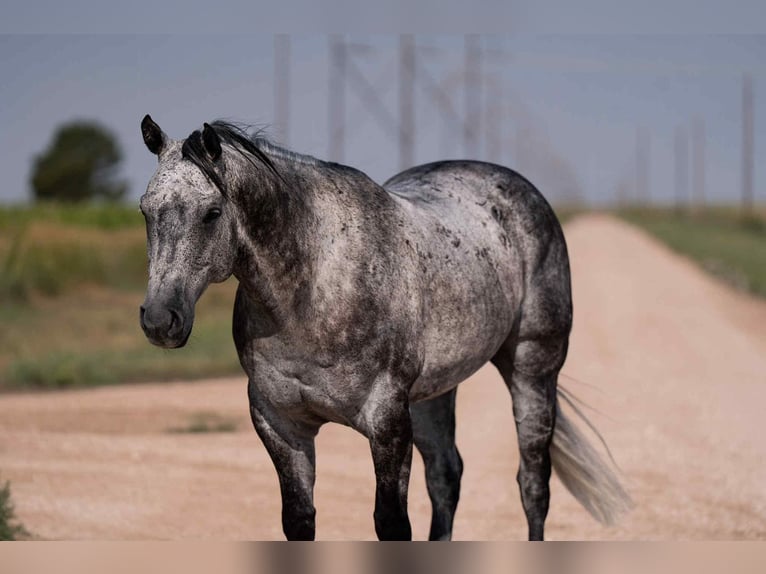 American Quarter Horse Gelding 8 years 15,2 hh Gray in Canyon, TX