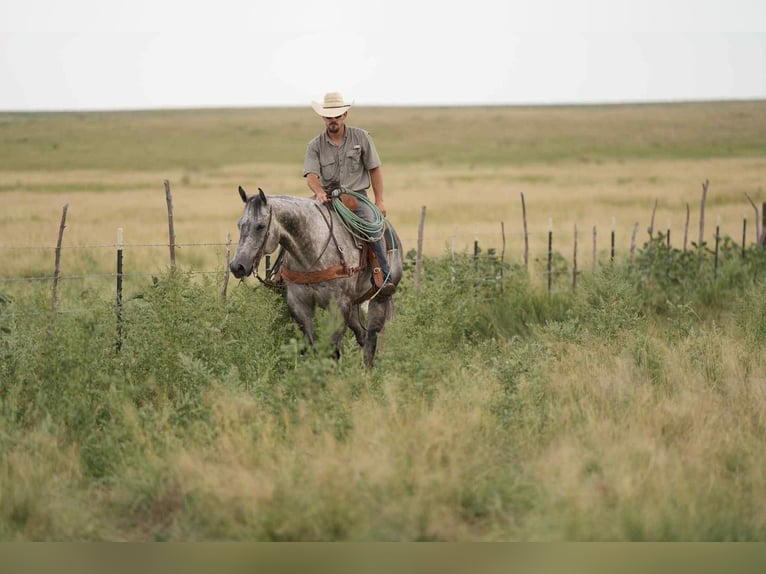 American Quarter Horse Gelding 8 years 15,2 hh Gray in Canyon, TX