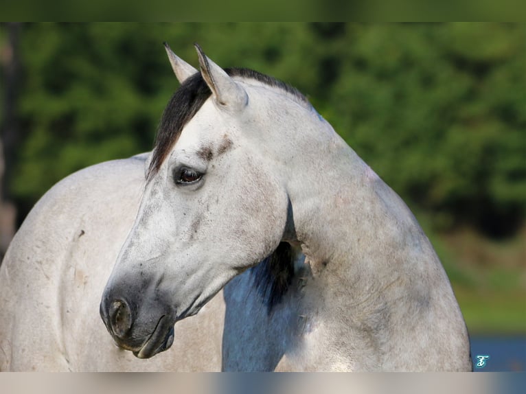 American Quarter Horse Gelding 8 years 15,2 hh Grey in Carthage
