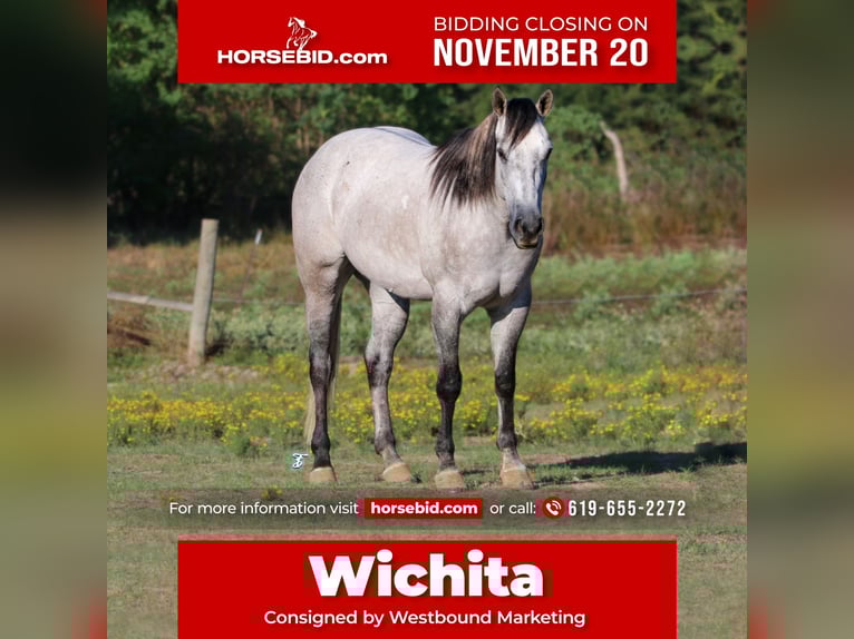 American Quarter Horse Gelding 8 years 15,2 hh Grey in Carthage