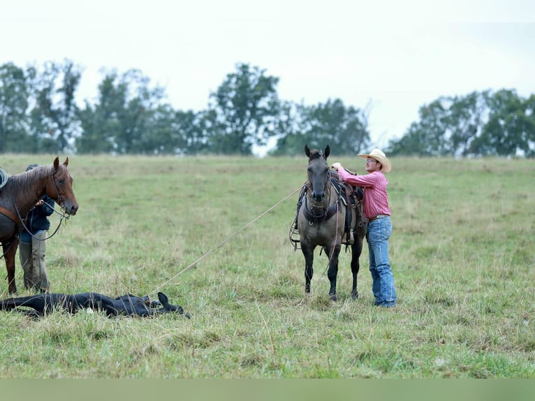 American Quarter Horse Gelding 8 years 15,2 hh Grullo in Mount Vernon