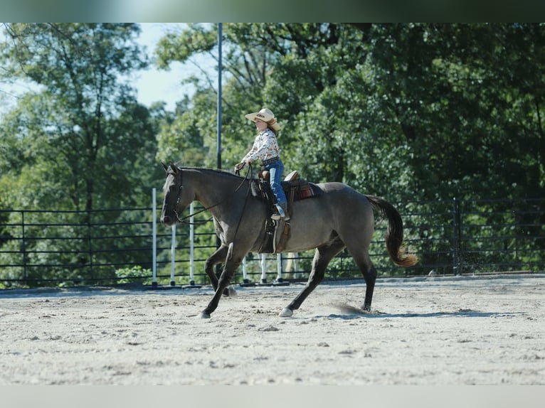 American Quarter Horse Gelding 8 years 15,2 hh Grullo in Mount Vernon
