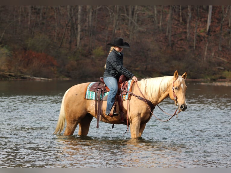 American Quarter Horse Gelding 8 years 15,2 hh Palomino in Clarion
