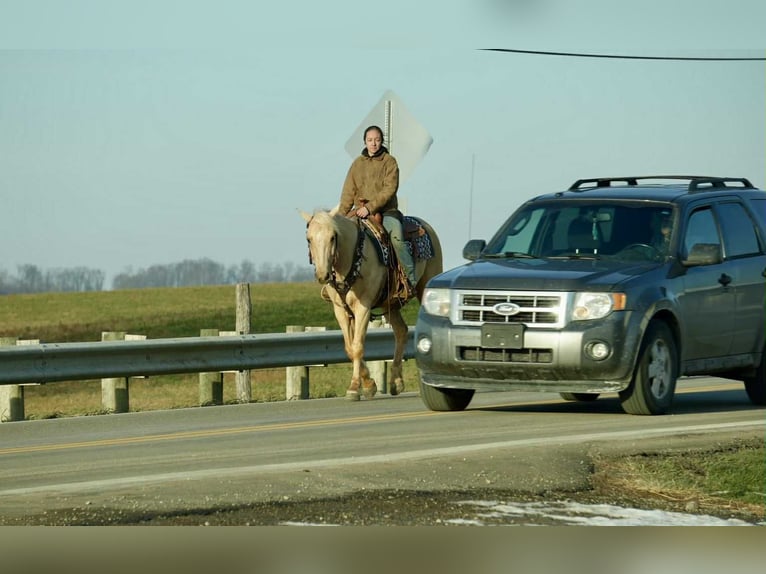 American Quarter Horse Gelding 8 years 15,2 hh Palomino in Fresno