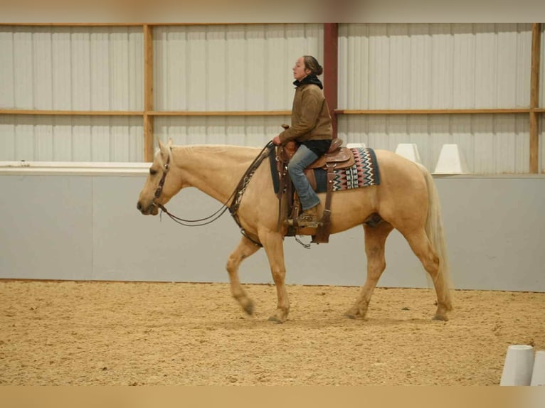 American Quarter Horse Gelding 8 years 15,2 hh Palomino in Fresno