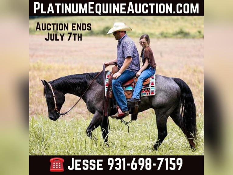 American Quarter Horse Gelding 8 years 15,2 hh Roan-Blue in Santa Fe TN