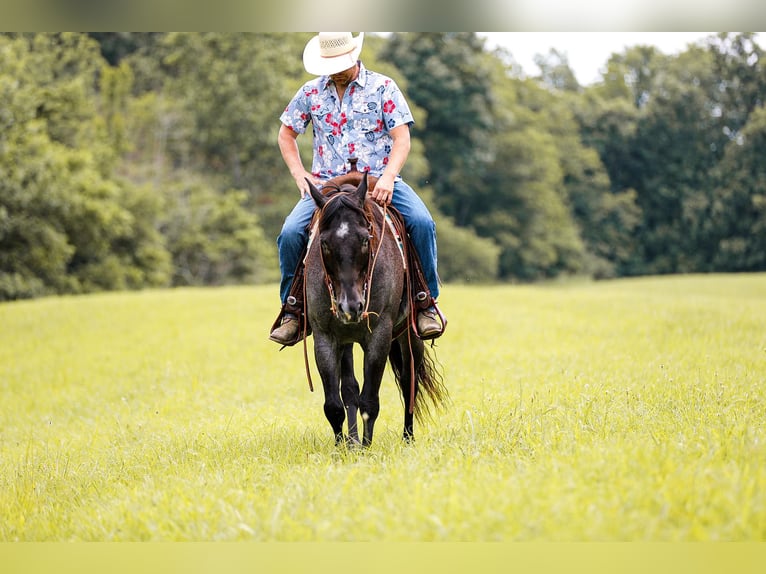 American Quarter Horse Gelding 8 years 15,2 hh Roan-Blue in Santa Fe TN