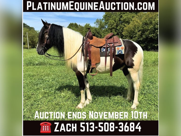 American Quarter Horse Gelding 8 years 15,2 hh Tobiano-all-colors in Grassy Creek KY