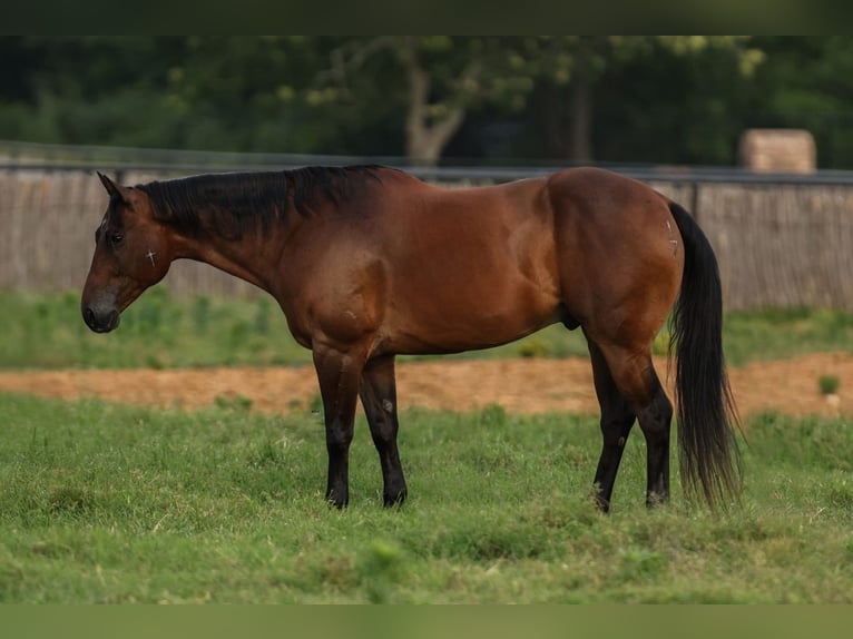 American Quarter Horse Gelding 8 years 15,3 hh Bay in Joshua, TX