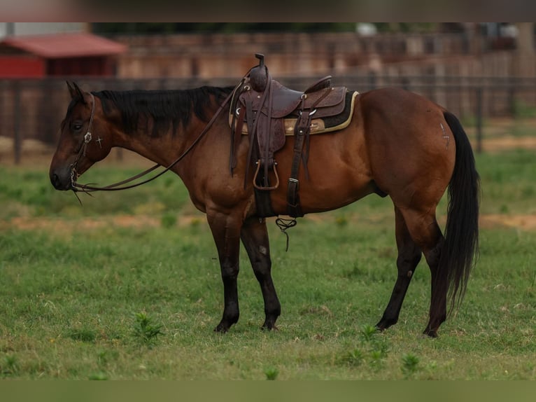 American Quarter Horse Gelding 8 years 15,3 hh Bay in Joshua, TX