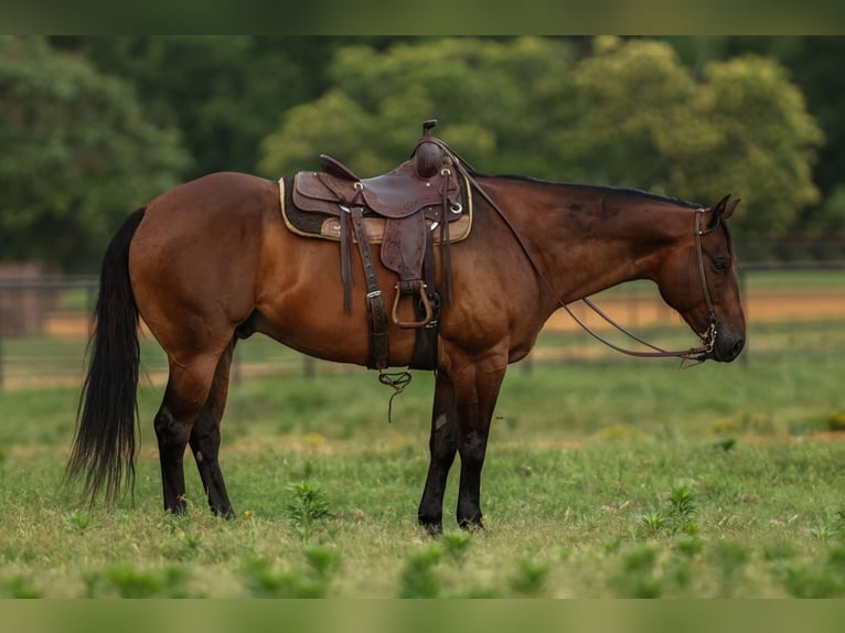 American Quarter Horse Gelding 8 years 15,3 hh Bay in Joshua, TX