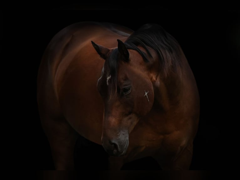 American Quarter Horse Gelding 8 years 15,3 hh Bay in Joshua, TX