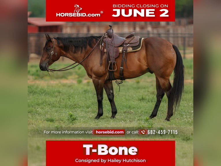 American Quarter Horse Gelding 8 years 15,3 hh Bay in Joshua, TX