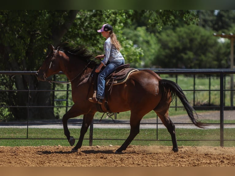 American Quarter Horse Gelding 8 years 15,3 hh Bay in Joshua, TX
