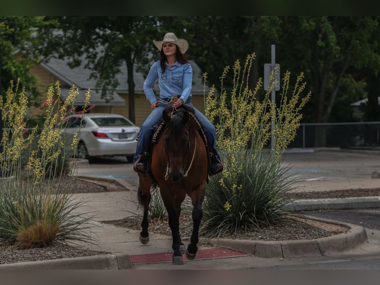 American Quarter Horse Gelding 8 years 15,3 hh Bay in Joshua, TX