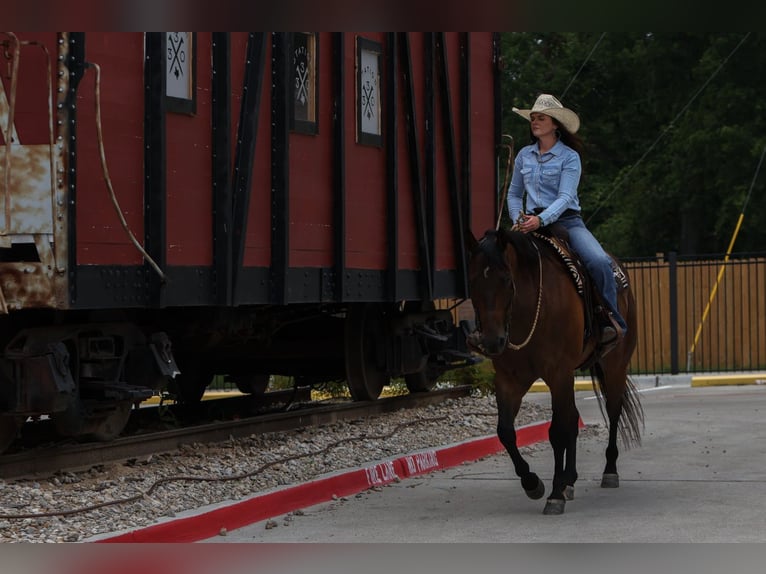 American Quarter Horse Gelding 8 years 15,3 hh Bay in Joshua, TX