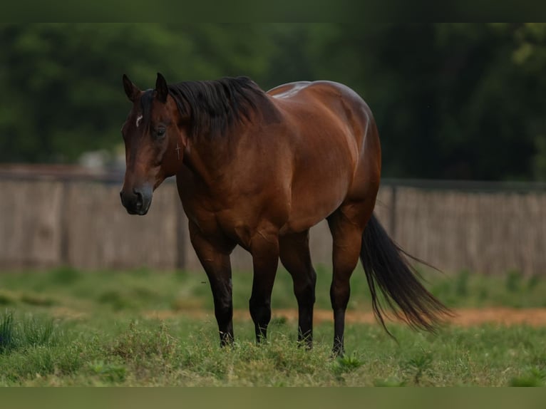 American Quarter Horse Gelding 8 years 15,3 hh Bay in Joshua, TX