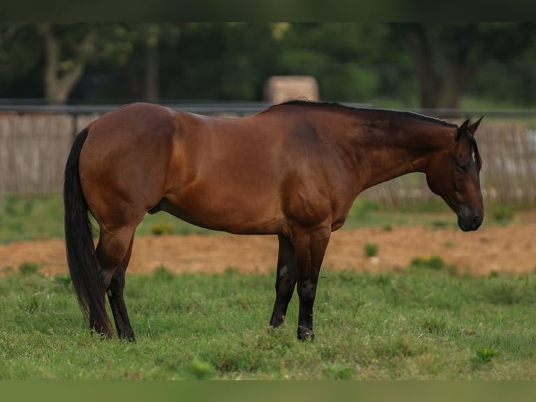 American Quarter Horse Gelding 8 years 15,3 hh Bay in Joshua, TX