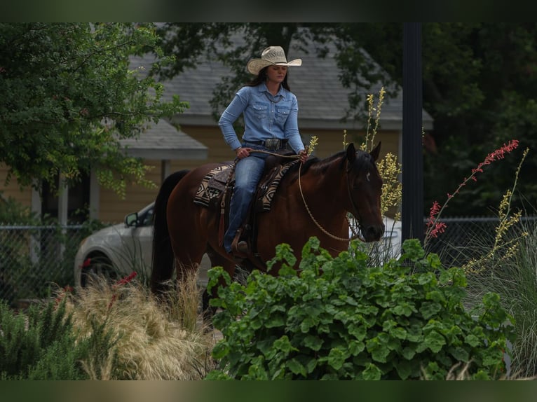 American Quarter Horse Gelding 8 years 15,3 hh Bay in Joshua, TX