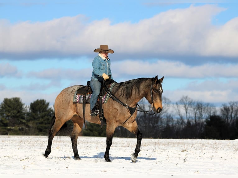 American Quarter Horse Gelding 8 years 15,3 hh Buckskin in Clarion