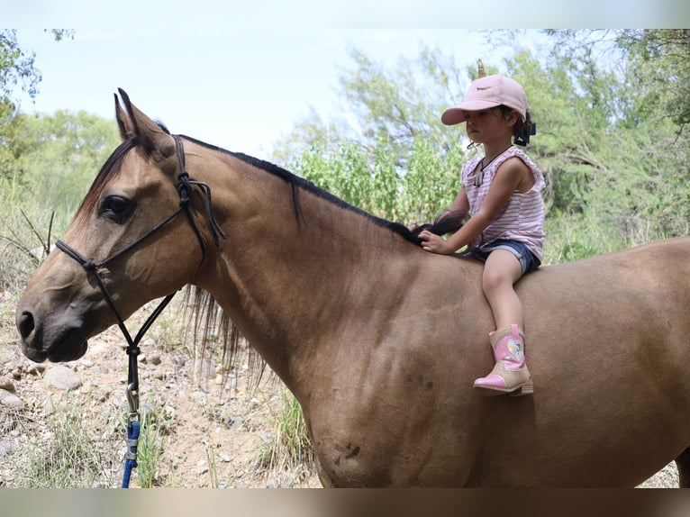 American Quarter Horse Gelding 8 years 15,3 hh Buckskin in Tonopah
