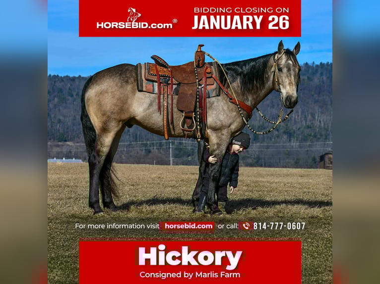 American Quarter Horse Gelding 8 years 15,3 hh Buckskin in Rebersburg, PA